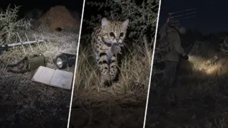 gato de patas negras felino mas pequeno africa hero