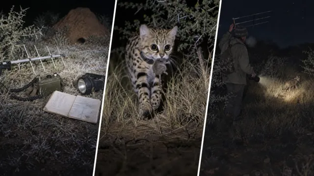 El gato de patas negras pesa menos de dos kilos, y lo que hacía de noche no cuadraba con su tamaño