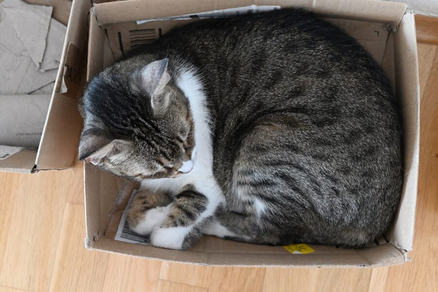 ¿Por qué mi gato hace eso? Su lenguaje corporal y 18 costumbres explicadas 8 Gato atigrado gris y blanco dormido dentro de una caja de cartón