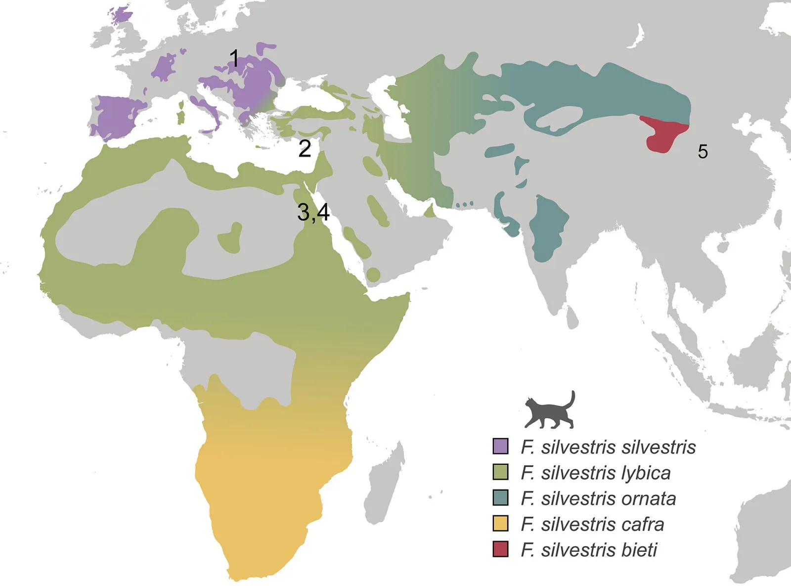 Imagen sobre las primeras interacciones entre personas y gatos