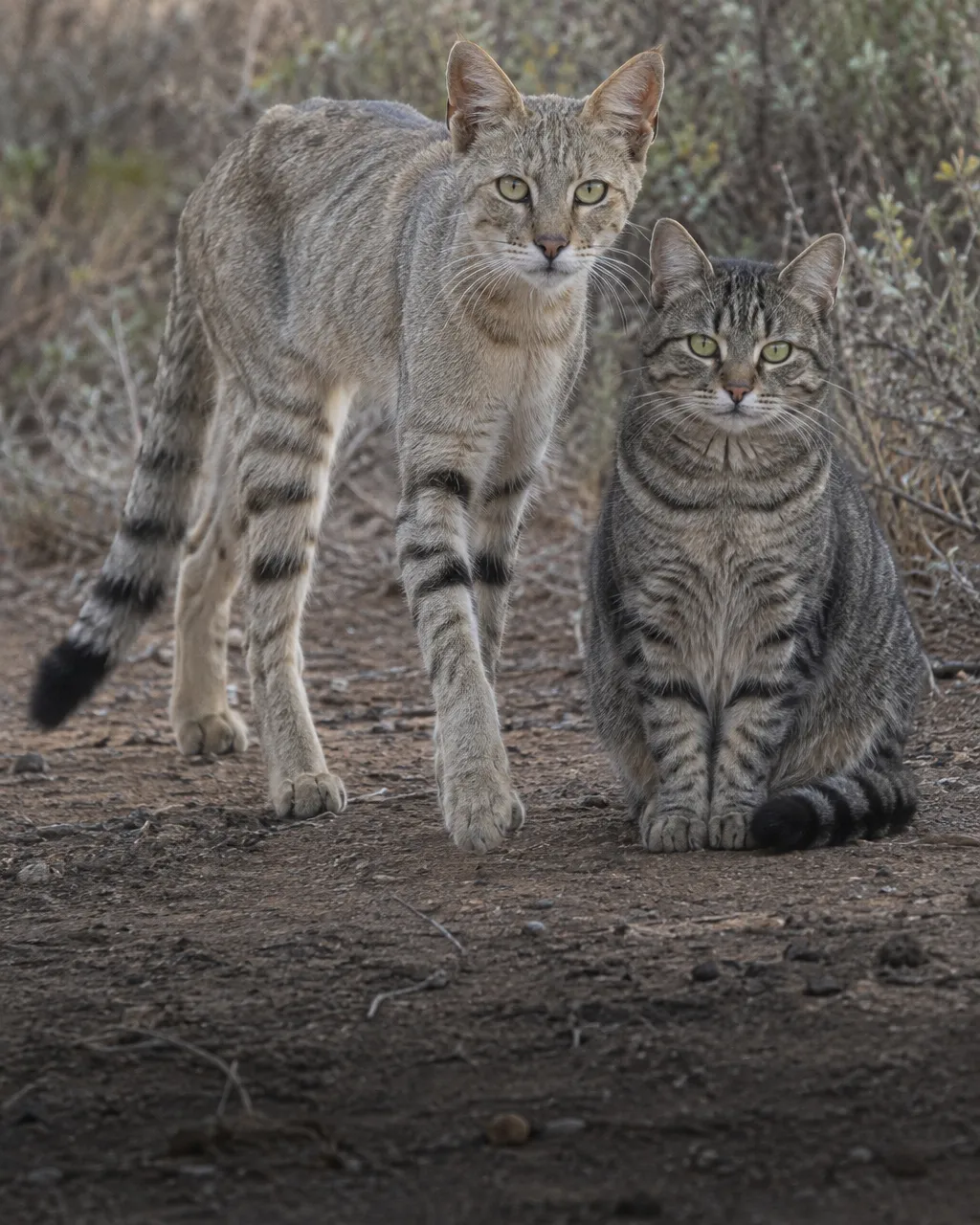 Un gato montés africano y un gato doméstico, uno junto al otro, sobre tierra seca entre matorrales bajos, con luz plana de la tarde