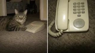 gato llamo a emergencias tommy ohio hero