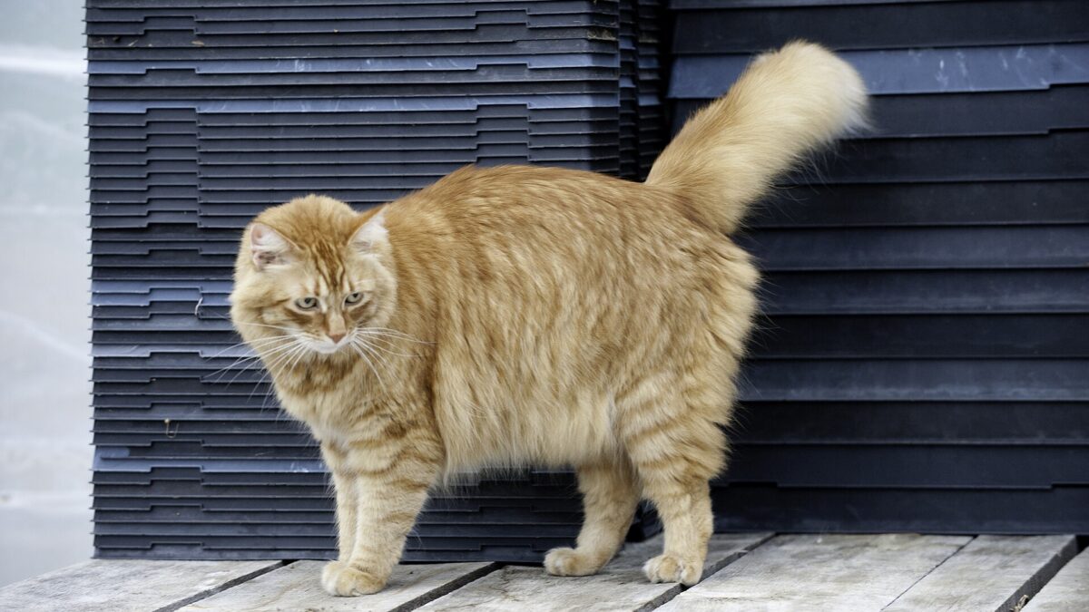 ¿Por qué mi gato hace eso? Su lenguaje corporal y 18 costumbres explicadas 1 Gato naranja de pelo semilargo de pie con la cola en alto