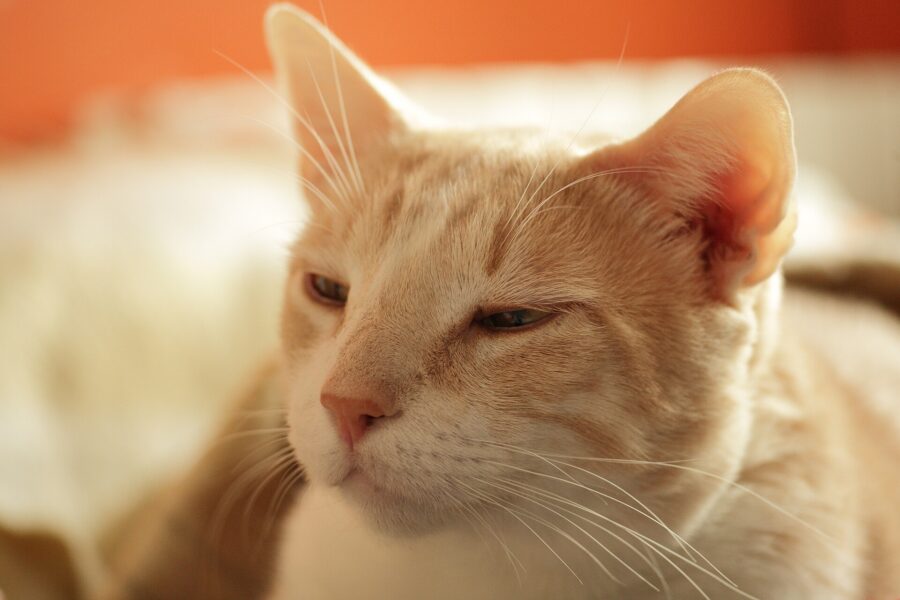 ¿Por qué mi gato hace eso? Su lenguaje corporal y 18 costumbres explicadas 4 Primer plano de un gato naranja con los ojos entrecerrados