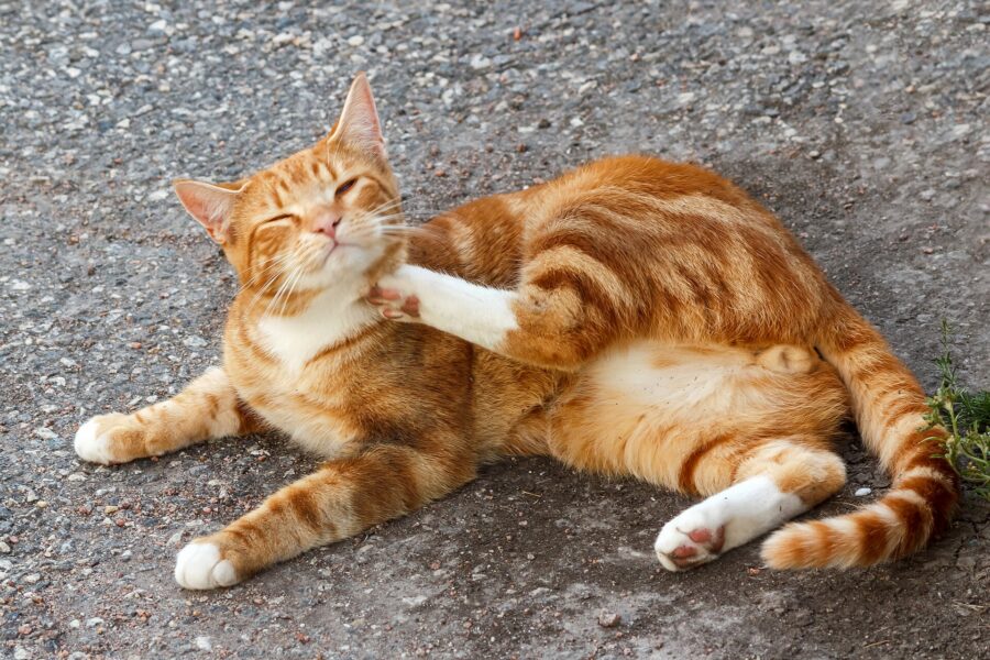 ¿Por qué mi gato hace eso? Su lenguaje corporal y 18 costumbres explicadas 7 Gato atigrado naranja y blanco rodando por el suelo con la panza al aire