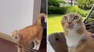gato sin orejas orange hero