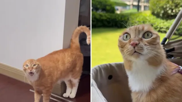 El gato sin orejas que exige ser escuchado