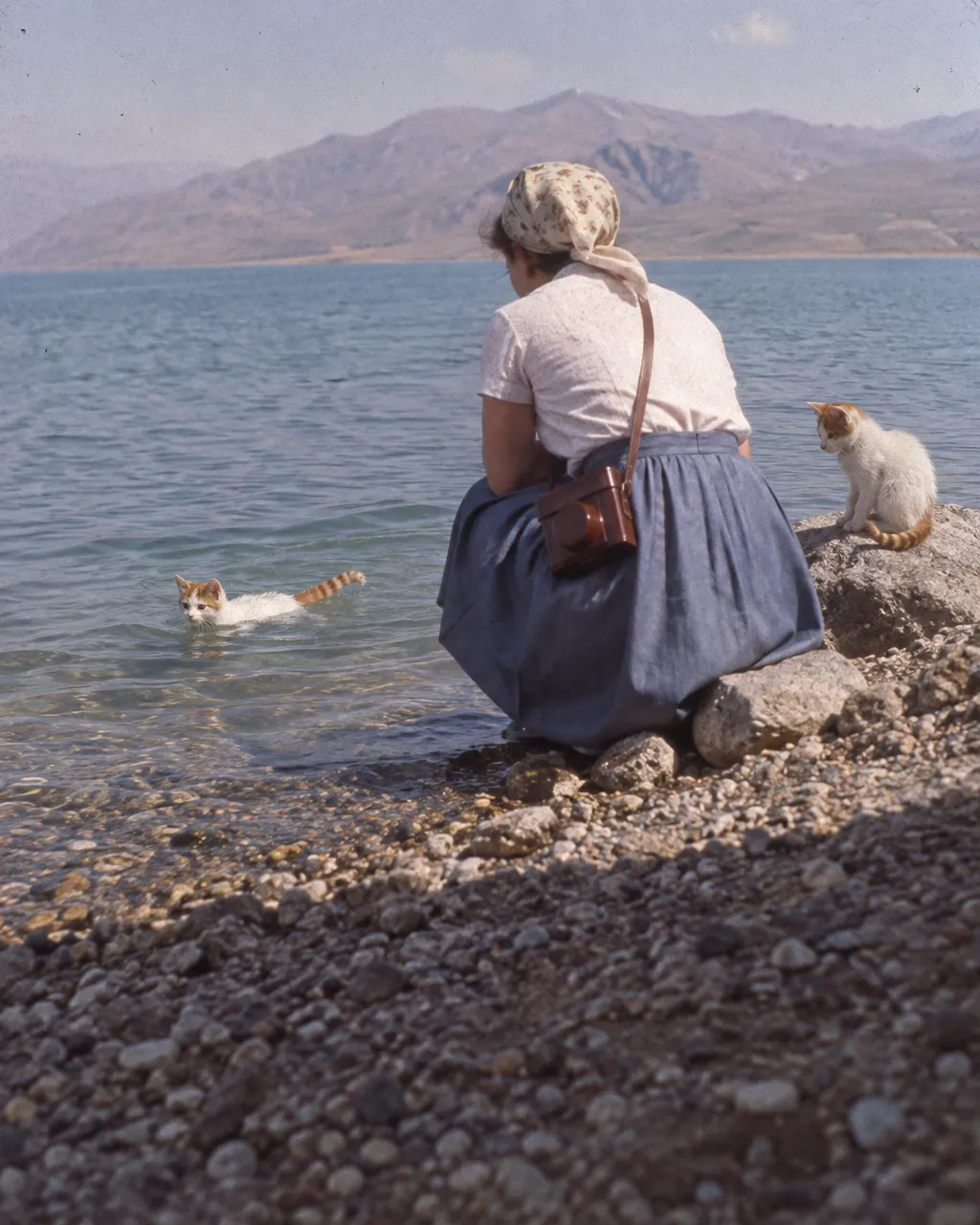 El gato turco de Van, el felino que se mete al agua por gusto 4 Diapositiva de colores desvaídos con una mujer vestida al estilo de los años cincuenta, agachada de espaldas en una orilla pedregosa junto a un lago