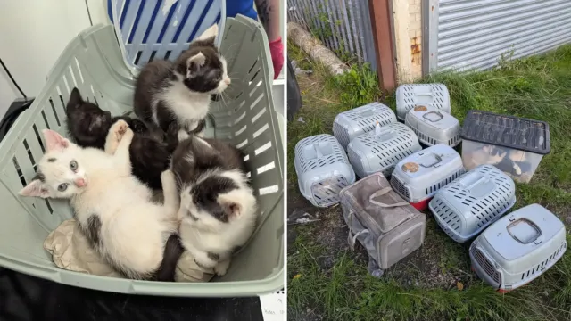 Unas cajas selladas en un callejón de Birmingham escondían 26 gatos que se quedaban sin aire
