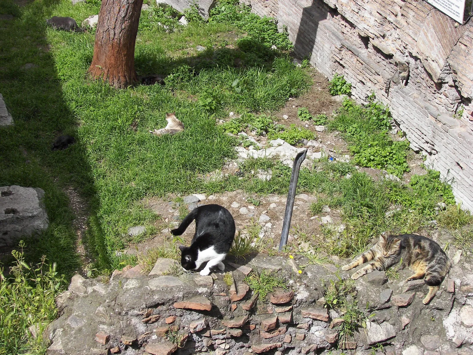 Donde apuñalaron a Julio César, hoy viven los gatos que Roma abandonó 3 Gatos de la colonia de Largo di Torre Argentina, en Roma