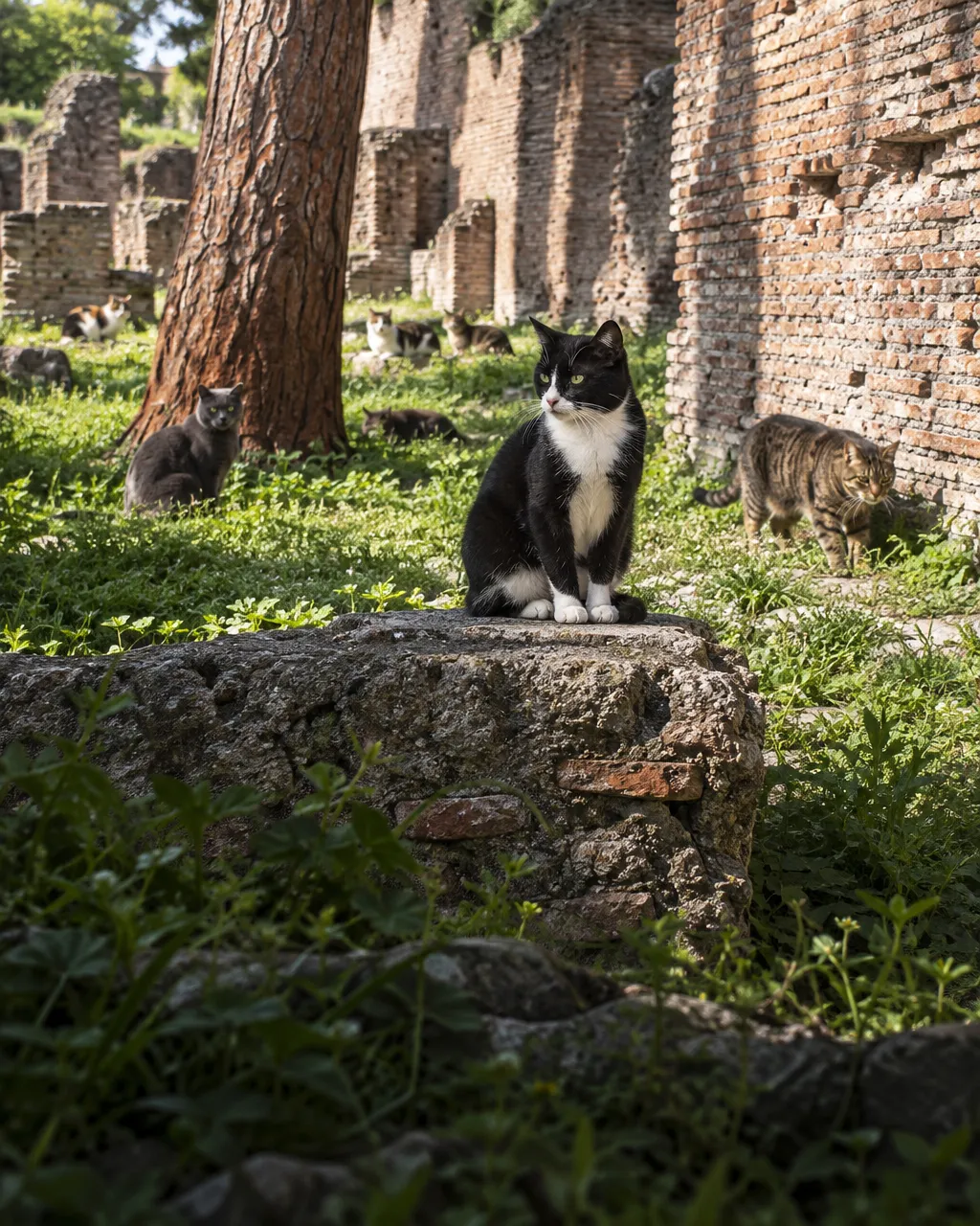 Donde apuñalaron a Julio César, hoy viven los gatos que Roma abandonó 5 Muros romanos de ladrillo rojizo y gris, bloques de toba y un muro bajo de piedra bajo el sol de primavera, con gatos entre las ruinas