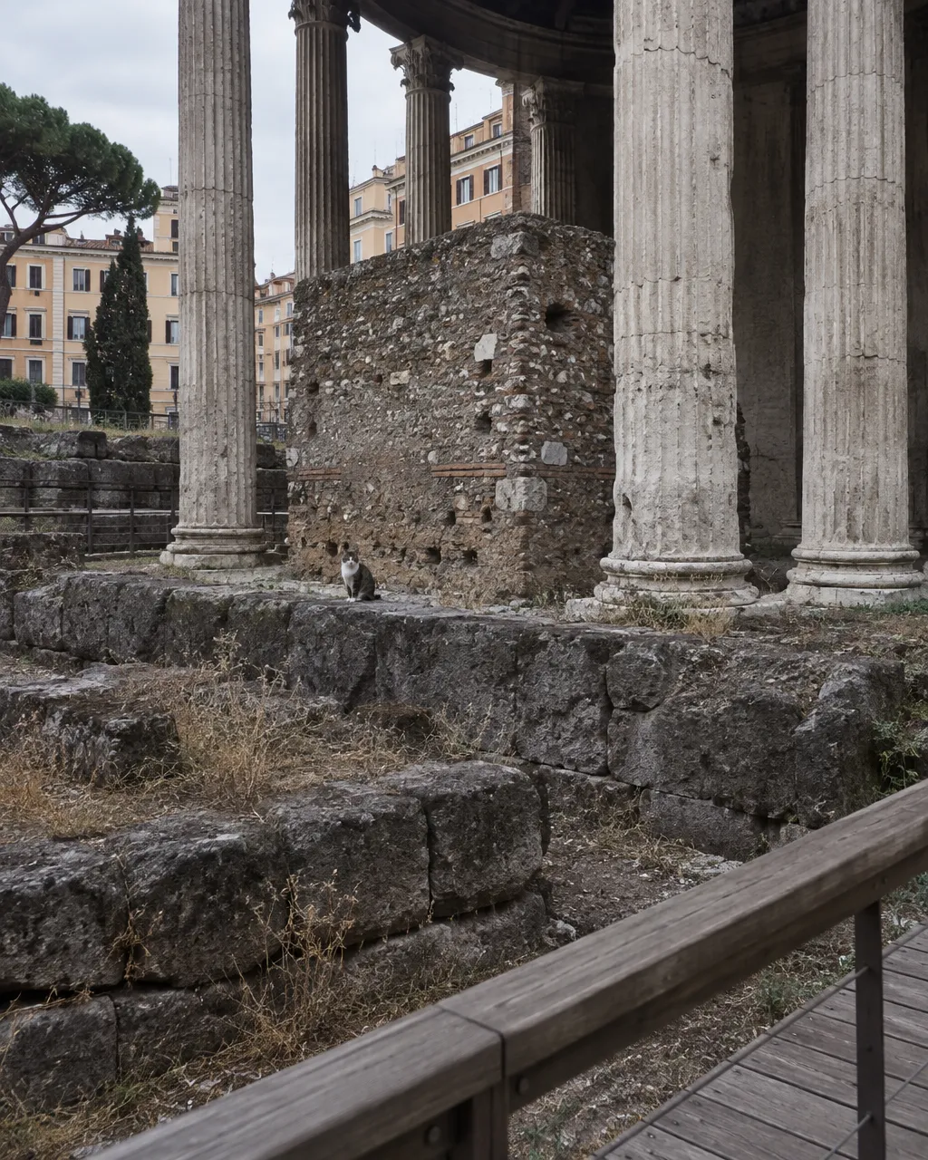 Donde apuñalaron a Julio César, hoy viven los gatos que Roma abandonó 6 Cimientos bajos de bloques de toba gris detrás de las columnas de un templo redondo, con una masa rectangular de hormigón romano desgastado en su interior
