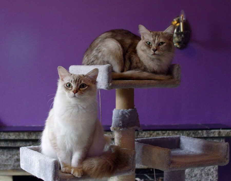¿Por qué mi gato hace eso? Su lenguaje corporal y 18 costumbres explicadas 10 Dos gatos sentados en un rascador de varios niveles