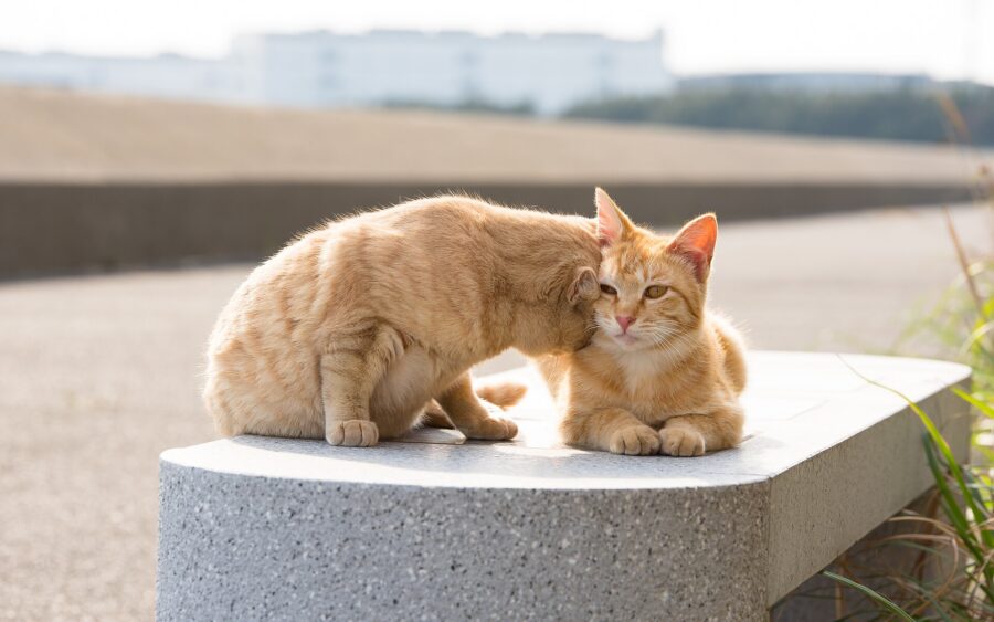 ¿Por qué mi gato hace eso? Su lenguaje corporal y 18 costumbres explicadas 6 Dos gatos naranjas juntan la cabeza sobre un muro