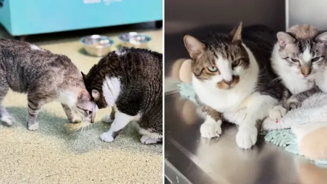 Dos gatos abandonados en la misma puerta y una regla: nunca acariciar solo a uno