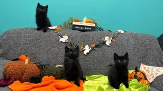gatos negros abandonados caja hero