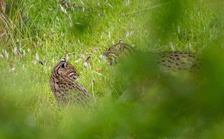 Felinos en peligro de extinción: cuáles son y qué los amenaza 11 Dos gatos pescadores, un macho y una hembra, entre la hierba alta