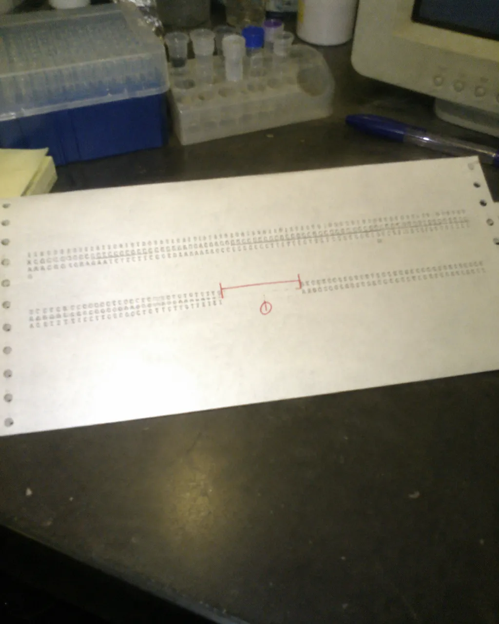 Tu gato casi seguro nunca ha sentido el sabor dulce, y no es capricho 5 Primer plano de una secuencia de ADN impresa en papel continuo sobre una mesa de laboratorio, con dos hileras paralelas de letras y un tramo vacío en la hilera inferior marcado a mano con pluma roja