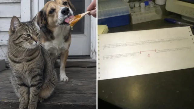 Tu gato casi seguro nunca ha sentido el sabor dulce, y no es capricho