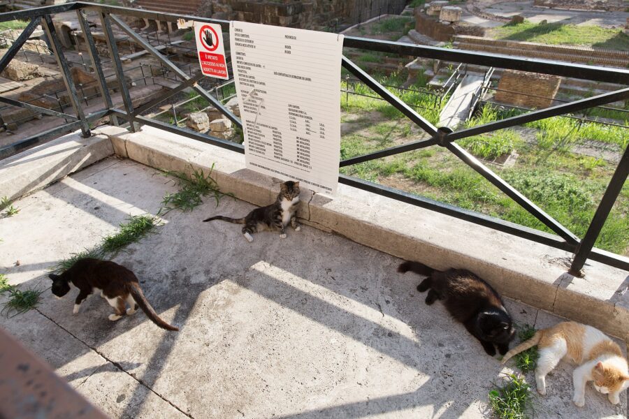 Varios gatos descansan al sol junto a una baranda entre las ruinas de Torre Argentina, en Roma