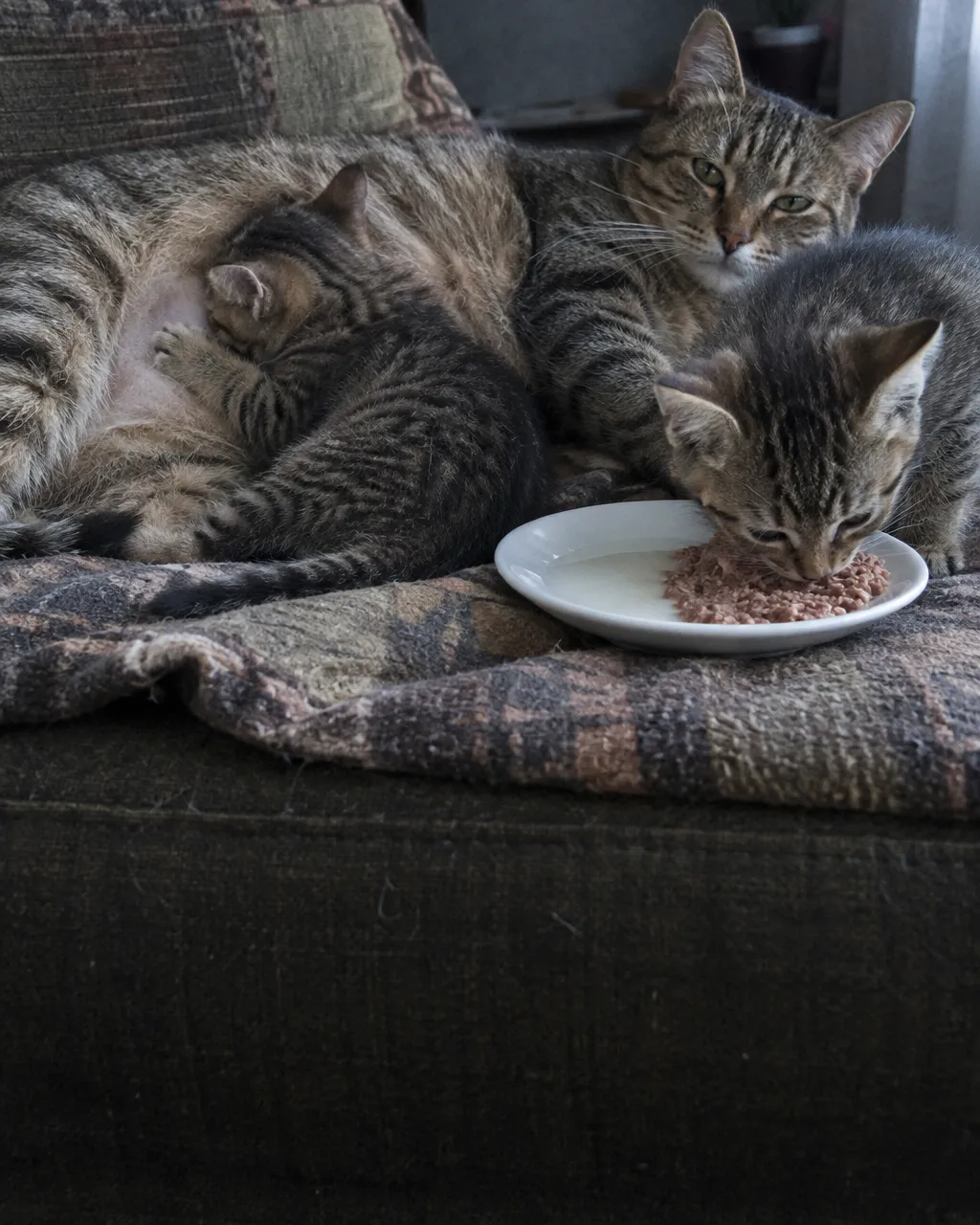 Tu gato nació con una enzima para digerir la leche y la fue perdiendo al crecer 3 Gata atigrada adulta recostada de lado sobre una manta arrugada en un sofá viejo, con un gatito atigrado de unas ocho semanas apretado contra su vientre.