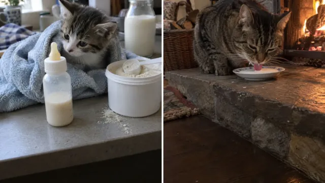 Tu gato nació con una enzima para digerir la leche y la fue perdiendo al crecer
