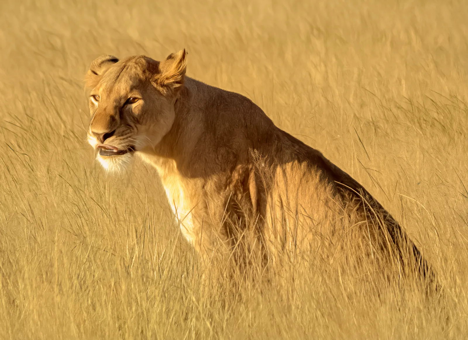 Un león