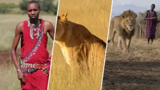 guardianes de los leones amboseli kenia hero