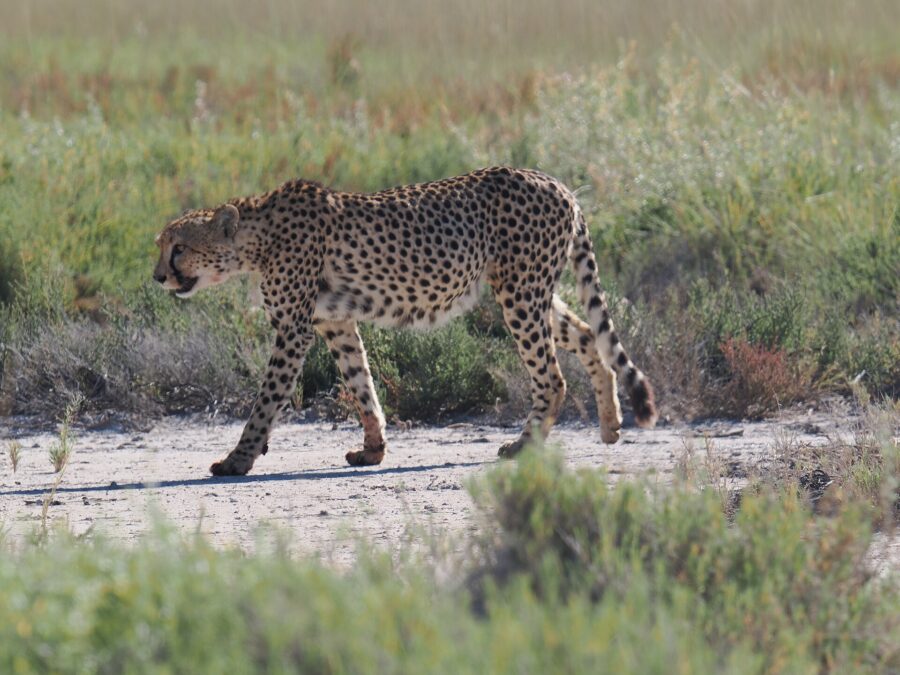 Felinos en peligro de extinción: cuáles son y qué los amenaza 7 Un guepardo camina por una pista de tierra entre la hierba