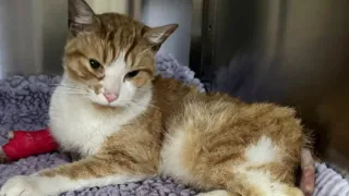 hemsworth gato de almacen cola hero