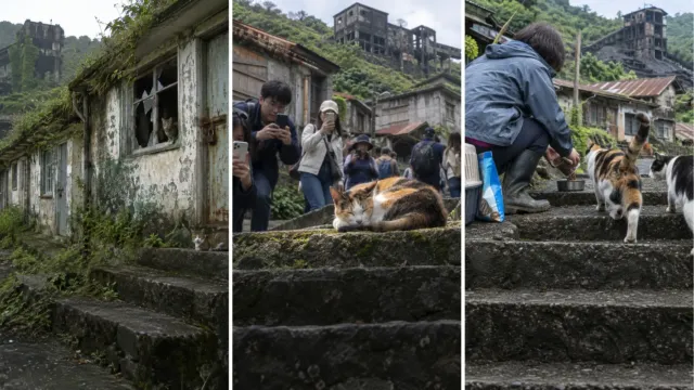 Se acabó el carbón y se fueron las familias: los gatos abandonados que revivieron un pueblo minero de Taiwán