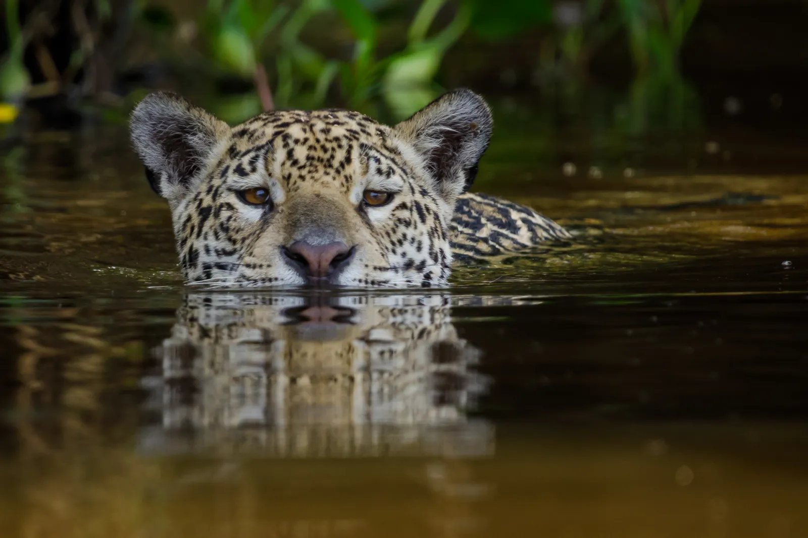 Los ganaderos del Pantanal querían muerto al jaguar, hasta que alguien sacó la cuenta 2 Jaguar en el Pantanal de Brasil