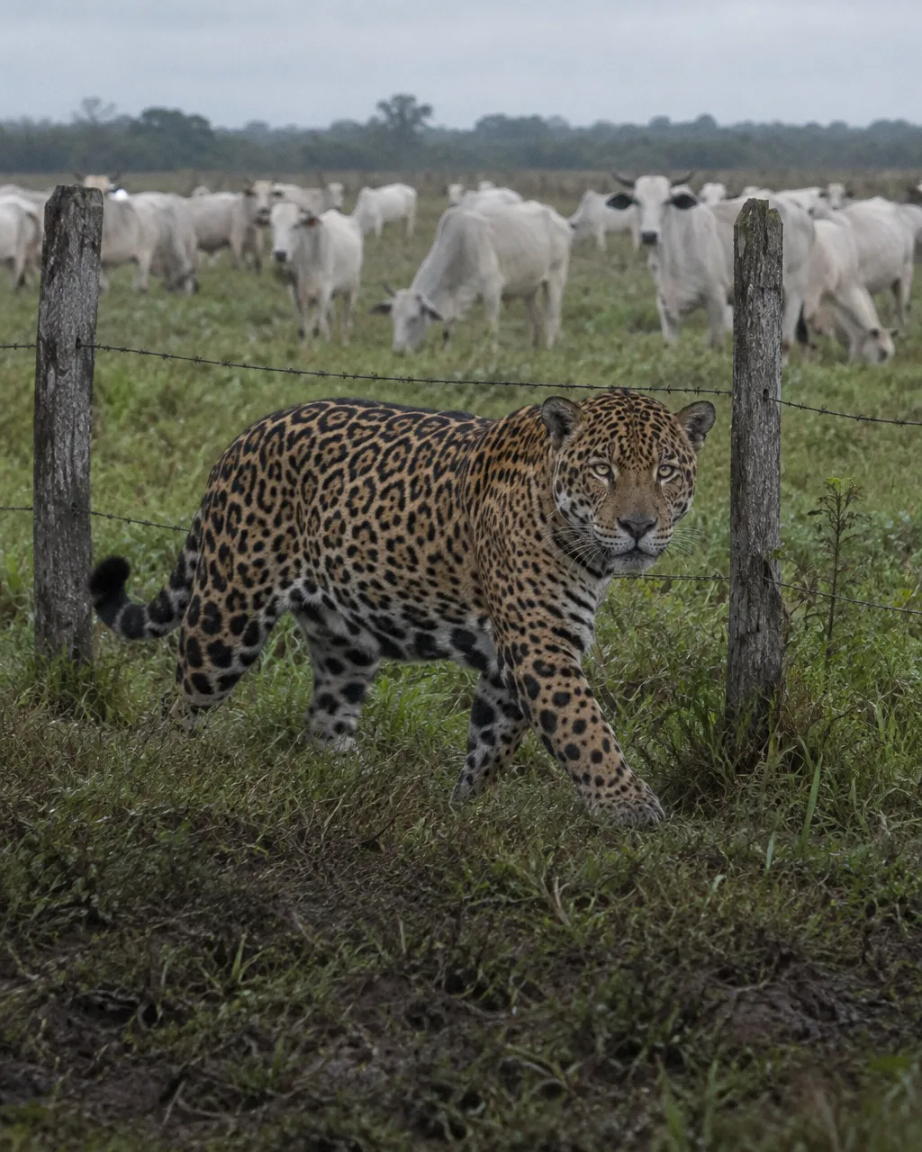 Los ganaderos del Pantanal querían muerto al jaguar, hasta que alguien sacó la cuenta 5 Jaguar en primer plano, visto con teleobjetivo desde la ventanilla abierta de una camioneta en un camino de tierra de una hacienda del Pantanal, con luz gris de madrugada