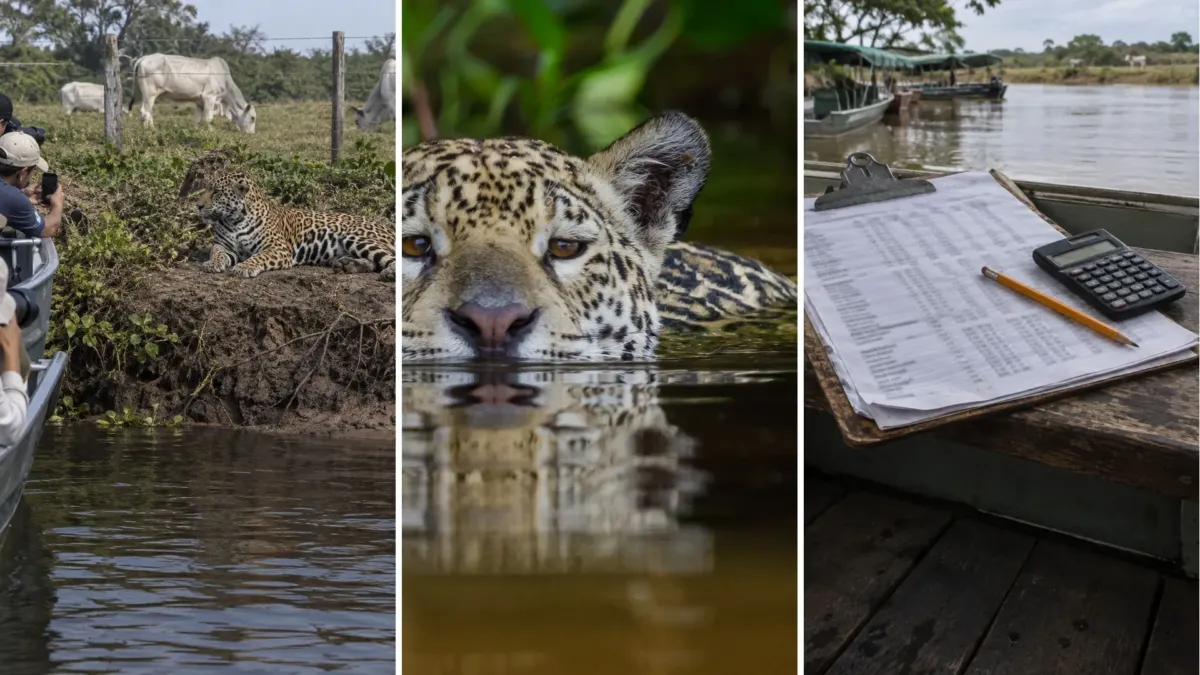 Los ganaderos del Pantanal querían muerto al jaguar, hasta que alguien sacó la cuenta 1 Los ganaderos del Pantanal querían muerto al jaguar, hasta que alguien sacó la cuenta