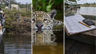 jaguar del pantanal turismo y ganado hero