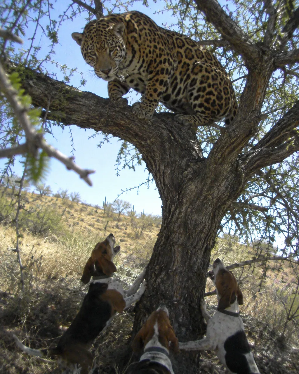 Jaguar joven agazapado sobre la rama gruesa y baja de un mezquite, en una ladera seca de pasto bajo la luz plana del mediodía