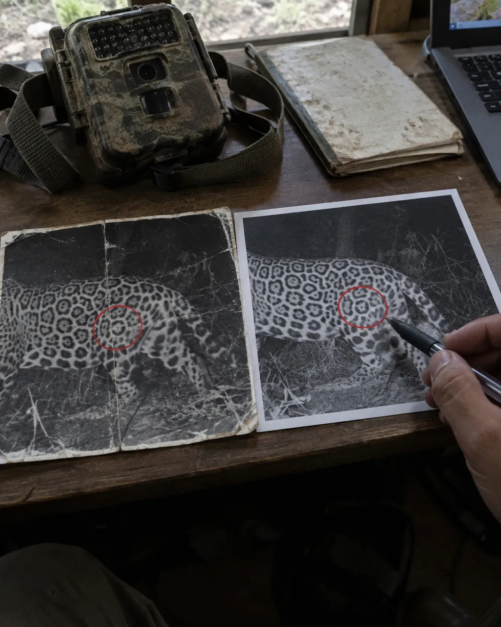Dos fotos impresas de cámara trampa con el costado de un jaguar, una arrugada y otra nueva, con rosetas coincidentes marcadas con círculos rojos sobre un escritorio de estación de campo