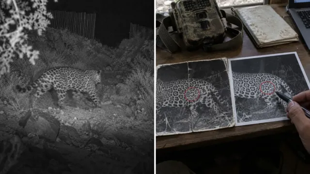 El único jaguar salvaje conocido en Estados Unidos desapareció; seis años después apareció vivo en México