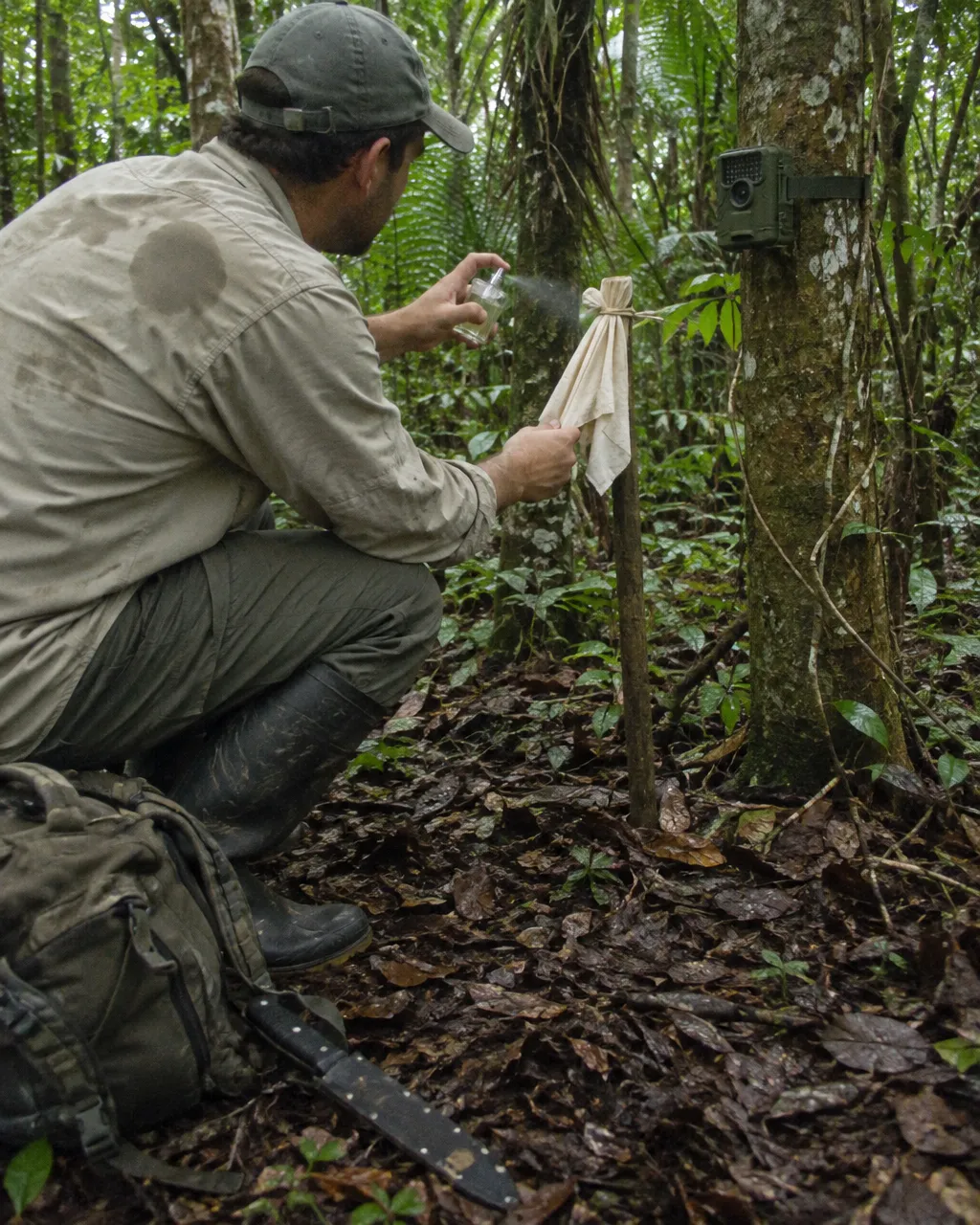 Por qué unos biólogos rociaban perfume de hombre en la selva de los jaguares de Guatemala 2 Biólogo de campo con camisa de manga larga sudada, gorra y botas de hule, agachado de perfil en el sotobosque húmedo de una selva tropical