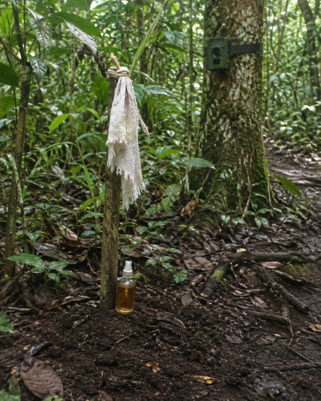 Por qué unos biólogos rociaban perfume de hombre en la selva de los jaguares de Guatemala 4 Trapo de algodón claro y deshilachado atado a una estaca de madera a la altura de la rodilla, en el suelo de una selva tropical, sin ningún animal a la vista