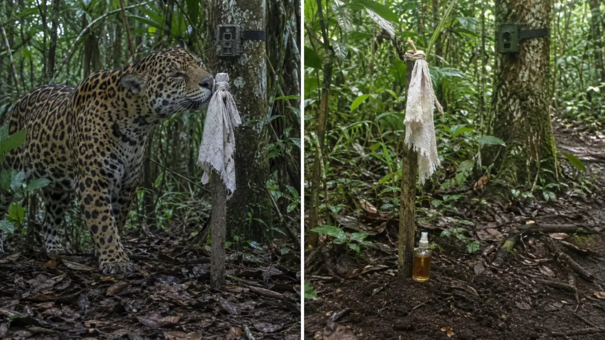Por qué unos biólogos rociaban perfume de hombre en la selva de los jaguares de Guatemala 1 Por qué unos biólogos rociaban perfume de hombre en la selva de los jaguares de Guatemala
