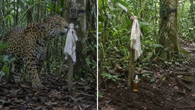 Por qué unos biólogos rociaban perfume de hombre en la selva de los jaguares de Guatemala