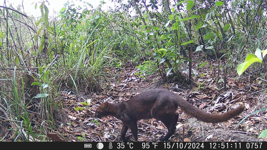 Jaguarundi oscuro de cuerpo largo y patas cortas caminando por un bosque, captado por una cámara trampa
