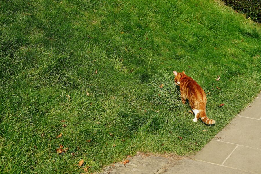 Gato naranja con patas blancas caminando por el césped de Chartwell