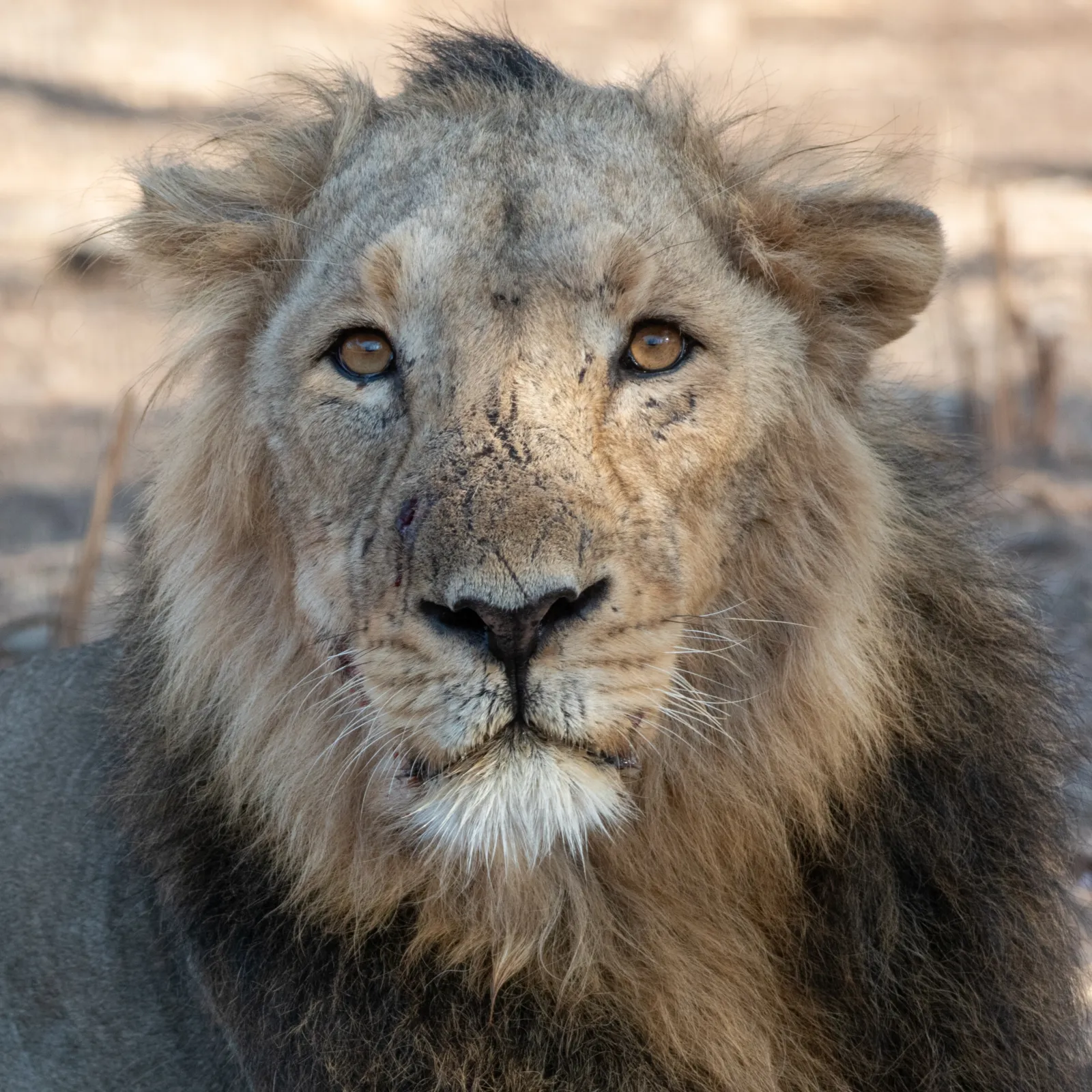 Todos los leones salvajes de Asia descienden de un solo bosque de la India 3 Un león asiático, la subespecie que hoy solo vive en libertad en Gujarat, India