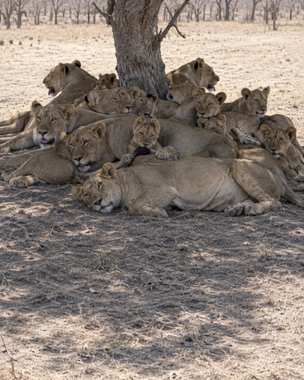 Todos los leones salvajes de Asia descienden de un solo bosque de la India 5 Unos doce leones asiáticos, leonas adultas y cachorros a medio crecer, apiñados en la estrecha franja de sombra de un árbol sin hojas bajo el sol del mediodía
