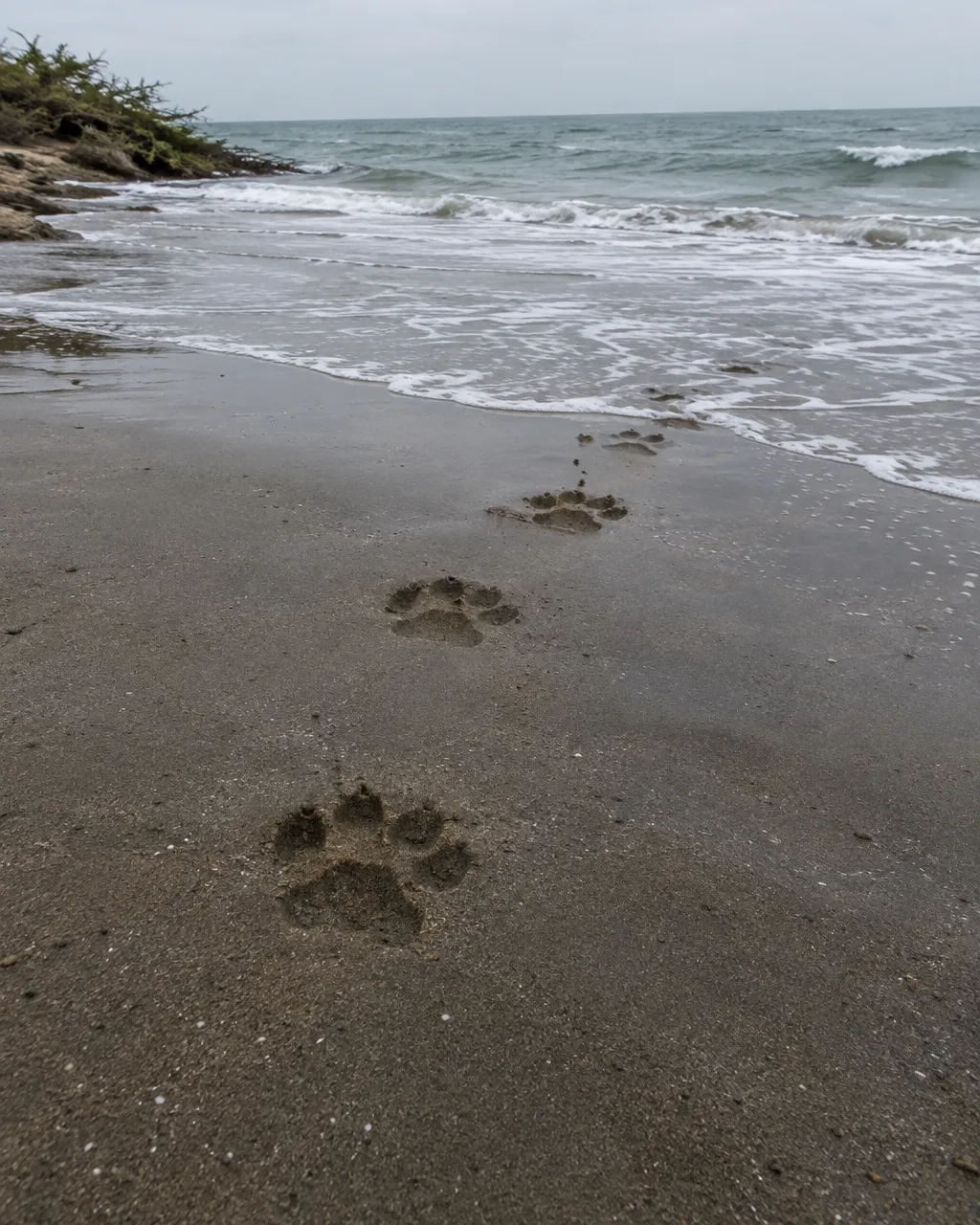 Todos los leones salvajes de Asia descienden de un solo bosque de la India 6 Hilera de huellas de león sobre arena húmeda gris en una playa nublada: cuatro dedos redondeados y una almohadilla de tres lóbulos, sin marcas de garras