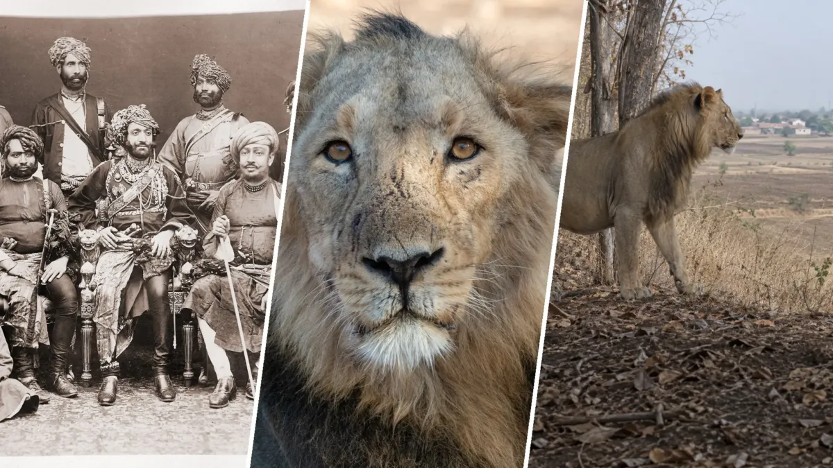 Todos los leones salvajes de Asia descienden de un solo bosque de la India 1 Todos los leones salvajes de Asia descienden de un solo bosque de la India