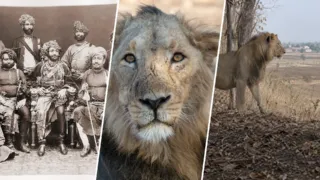Todos los leones salvajes de Asia descienden de un solo bosque de la India