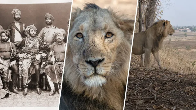 Todos los leones salvajes de Asia descienden de un solo bosque de la India